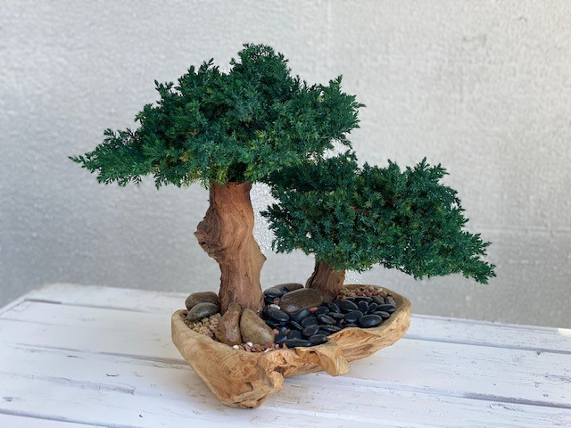 Double Bonsai Preserved Topiary in Wood Bowl